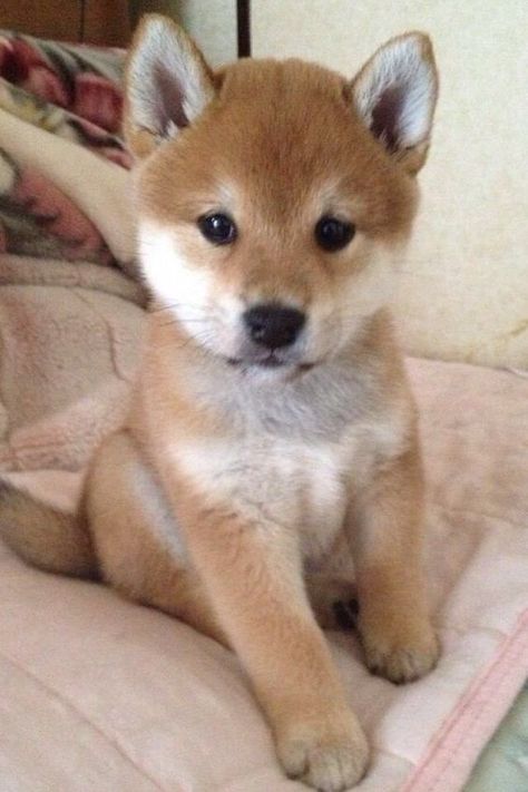 Healthiest Dog Breeds, Haiwan Comel, Anak Haiwan, Cele Mai Drăguțe Animale, Psy I Szczenięta, Shiba Inu Puppy, Haiwan Lucu, 골든 리트리버, Airedale Terrier