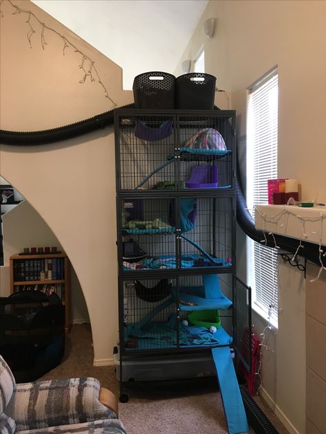 Ferret Nation Cage Ideas, Ferret Room Ideas, Ferret Cage Ideas, Ferret Enclosure, Ferret Room, Hampster Cage, Ferret Ideas, Ferret Diy, Snow Playing