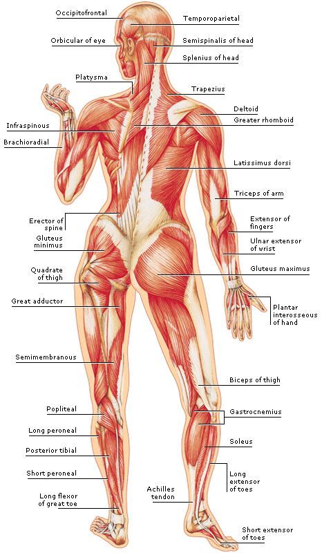 Body Muscle Anatomy, Punkty Spustowe, Human Muscle Anatomy, Body Muscles, Basic Anatomy And Physiology, Anatomy Physiology, Yoga Anatomy, Výtvarné Reference, Human Body Anatomy