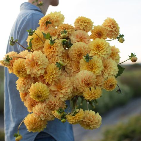 Floret Farm’s Cut Flower Garden Book Giveaway Yellow Dahlia, Dahlia Bouquet, Long Vase, Bouquets Wedding, Cut Flower Garden, Plant Spacing, Van Dijk, Soft Yellow, Wedding Arrangements