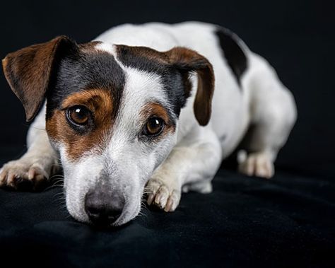 Jack Russel : éducation, comportement, santé, prix et budget Chien Jack Russel, Jack Russell Terriers, Cute Names For Dogs, Jack Russell Puppies, Cairn Terriers, Norwich Terrier, Dog Potty Training, Potty Training Puppy, Jack Russells