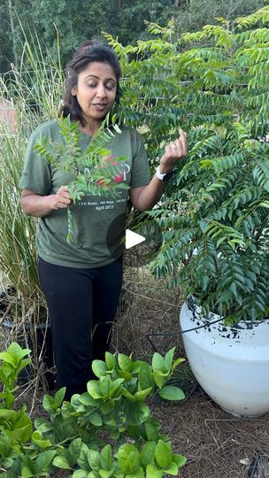 593K views · 6.8K reactions | Curry leaf plant | #Organic  #gardening #farming | By Patilkulkarnifarms US | Hello, this is our curry leaf
plant. If ignore the goat gang. Thinking I am going to give
them some food. But you can see how nicely the curry leaf is
mustard ah so the tip for ah curry leaf. Any plant that
actually has only leaves. You can always use the coffee
grinds as well as the tea grinds so this is what it is if
it's okay if you have ginger or anything else added you just
add this every two weeks is something I add along with that
also ah sour buttermilk and the third tip okay there is
one more that whenever you pluck ah curry leaf when you
need it for your veggies do not just pluck it like okay this is
what we do instead what we are going to do is we are going to
just take a Curry Leaf Plant, Curry Leaf, Coffee Grinds, Leaf Plant, The Goat, Garden Tips, Curry Leaves, It's Okay, The Tea