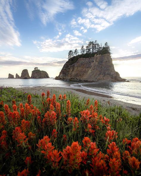 Chad | PNW | Adventure on Instagram: “Late spring evenings on the Washington coast 👌 (circa 2019) #earthoutdoors” Washington Coast, American National Parks, National Parks Photography, Indian Paintbrush, Olympic Peninsula, Okinawa Japan, Late Spring, Travel Humor, Celebrity Travel