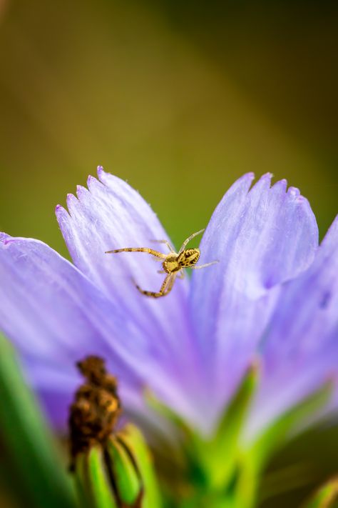 Hunting Mushrooms at Powell Butte! (Photos) https://joesnotesblog.com/blog/hunting-mushrooms-at-powell-butte-photos #fungi #mushrooms #mycology #Canon #flowers #biology #bugs #wildlife #natural #nature #naturephotography #Parks #photoblog #photography #photojournal #photos #Portland #PowellButte #insects #macro #macros #macrophotography #travel #spiders Flowers Biology, Natural Nature, Photo Journal, Macro Lens, Blog Photo, Macro Photography, Spiders, Biology, Portland