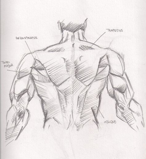 #anatomy #back_muscles #human_anatomy #back #muscles #reference #human #body #sketch Back Sketch Male, Anatomy Muscles Drawing, Drawing Back Muscles, Back Muscles Drawing, Muscles Drawing, Anatomy Muscles, How To Draw Muscles, Drawing Back, Back Drawing