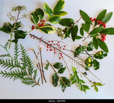 Berries Photography, Christmas Foliage, Winter Foliage, Christmas Berries, Winter Berries, Colour Inspiration, Christmas Box, Color Inspiration, Ivy