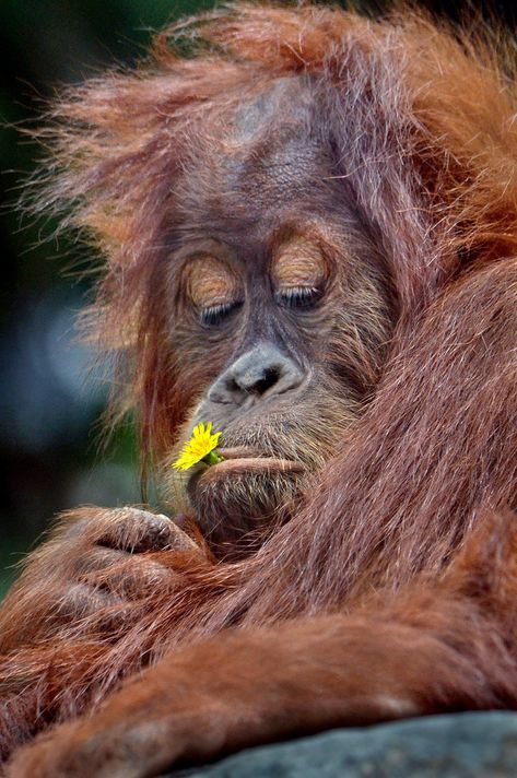 Baby Orangutan, Great Ape, Monkeys Funny, Rare Animals, Cute Animal Pictures, Primates, Cute Creatures, Sweet Animals, Nature Animals