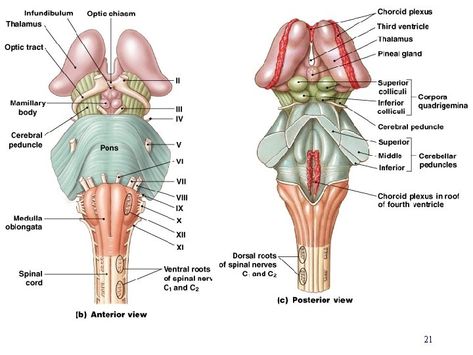 Anatomy of brainstem, Features of medulla oblongata, pons & midbrain Medulla Oblongata Anatomy, Pons Anatomy, Brainstem Anatomy, Medulla Oblongata, Glossopharyngeal Nerve, Hypoglossal Nerve, Circle Of Willis, Substantia Nigra, Anatomy Bones