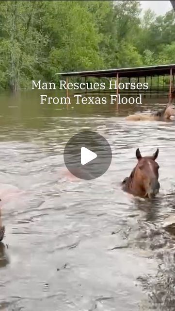 The Weather Channel on Instagram: "A man in Kirbyville, Texas, used a boat to rescue several horses after their barn flooded." Kirbyville Texas, Dog Hero, Horse Rescue, Weather Channel, The Weather Channel, April 11, Random Acts Of Kindness, Animal Rescue, Fur Babies