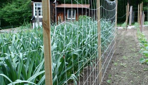 5 Fun Ideas for a Sugar Snap Pea Trellis - Hobby Farms Sugar Snap Pea Trellis, Pea Trellis Ideas, Trellis For Peas, Snap Pea Trellis, Diy Garden Trellis Ideas, Cattle Panel Trellis, Sugar Snap Pea, Garden Ideas Diy Cheap, Pea Trellis