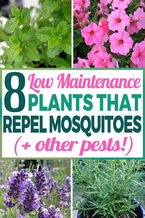 These mosquito repelling plants are a must for anyone looking for natural, non-toxic repellent plants. I'm so glad I found these great plants for outdoors! #Plants #Mosquito #Plant Plants That Repel Mosquitoes, Insect Repellent Plants, Mosquito Repellent Candle, Plants That Repel Bugs, Mosquito Repelling, Mosquito Plants, Repellent Plants, Diy Outdoor Bar, Mosquito Repelling Plants