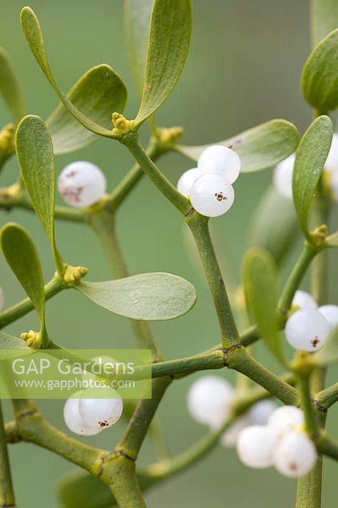 Viscum album - Mistletoe Beaded Mistletoe, Mistletoe Photo, Mistletoe Images, Winter Botanicals, Mistletoe Plant, Christmas Botanicals, Natural Christmas Decor, Golden Green, Christmas Elements