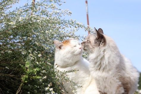 In Love Aesthetic, Love Aesthetic, Two Cats, In Love, Flowers, Animals, White