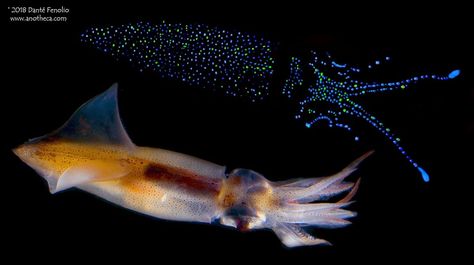 Firefly Squid, Vampire Squid, Sea Stuff, Marine Organism, Sea Of Japan, Japanese Water, Japanese Word, Marine Fish, Symbiotic Relationships