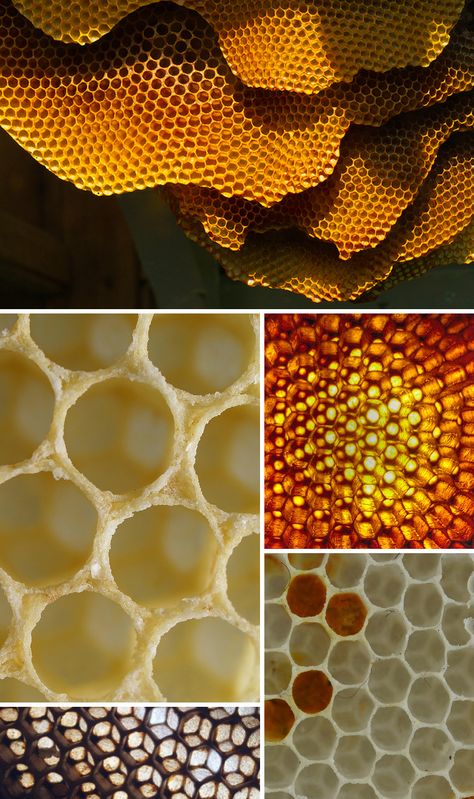 #Honeycombs are the golden ratio and the golden opportunity for creating something inspirational! #design #nature Cosmic Core, Foto Macro, Land Animals, Golden Ratio, Bee Art, Honeycomb Pattern, Save The Bees, Bees Knees, Bee Happy