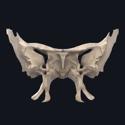 Pituitary Gland Tumor, Sphenoid Bone, Bone Anatomy, Soft Palate, Craniosacral Therapy, 3d Technology, Patient Education, Technology Company, Mind Body Spirit