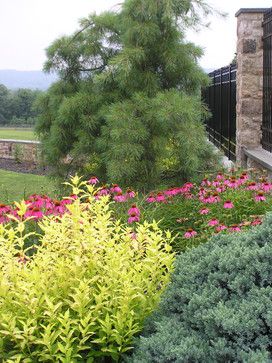 View southward featuring chartreuse Deutzia, Blue Star Juniper, Purple Cone Flower and Weeping White Pine. The contrasts yielded through color & texture offer season-long interest and intrigue in this planting palette. Juniperus Squamata, Blue Star Juniper, Cabin Garden, Bethlehem Pennsylvania, Purple Coneflower, Beautiful Trees, Outdoor Room, Garden Types, Patio Plants