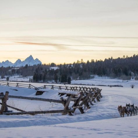 Jackson Hole Dog Sledding Adventure When visiting Jackson Hole, experience an old-fashioned adventure with a dog sledding tour along the Buffalo Fork River, protected land with sweeping views of the river valley and Grand Tetons. Stay warm inside a sledding bag as a team of highly trained sledding dogs guided by a professional mushroom pulls you safely along pristine, snow-covered tracks. (Starting 1/16/25) available for booking now* Approximately 1 hour From $224.00 To book this trip send a... Dog Sled Aesthetic, Dog Sleds, Dog Sledding Aesthetic, Dog Sled, Sled Dog, Christmas Challenge, Snow Dogs, Twelve Days Of Christmas, The Buffalo