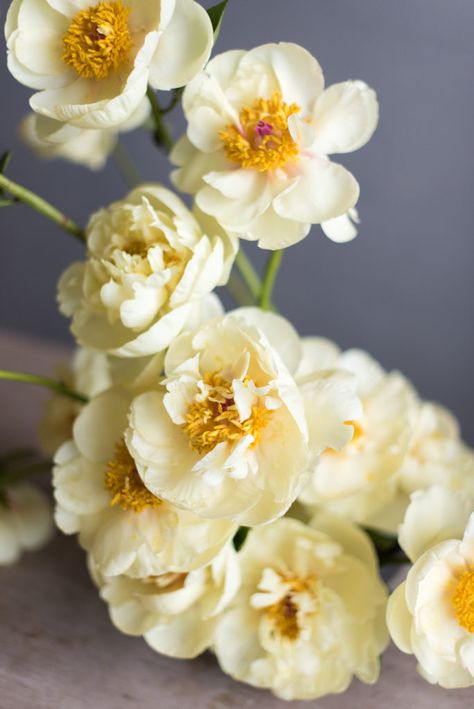 Alaska Yellow Peonies Light Yellow Weddings, Pale Yellow Weddings, Wallpaper Plant, Tattoo Plant, Neutral Wedding Flowers, Yellow Peonies, Dreamy Garden, Yellow Bouquets, Container Garden Design