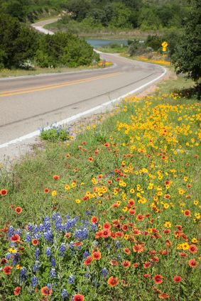 Wildflowers - bluebonnets, indian blankets, black-eyed susans Georgia Wildflowers, Arkansas Wildflowers, Garden Shapes, Texas Flowers, Picking Wildflowers, Wildwood Flower, Wildflower Fields, Texas Wildflowers, Making Plant Pots