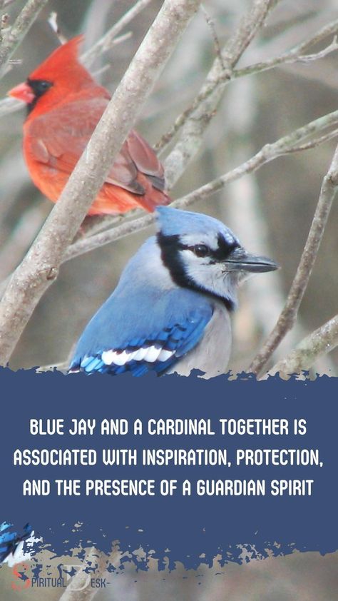 The spiritual meaning of seeing a blue jay and a cardinal together is associated with inspiration, protection, and the presence of a guardian spirit. In spiritual symbolism, both Blue Jays and Cardinals are known as spirit animals, serving as messengers or guides from the spiritual realm. #serving #known #guide #guides #animals #spirit #protection Blue Jay And Cardinal, Blue Jay Meaning, Cardinal Meaning, Spirit Protection, Symbolism Meaning, Guardian Spirit, Spiritual Realm, Spirit Animals, Spiritual Meaning