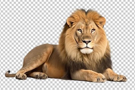 King Background, Lion Photos, Lion Background, Lion Image, Lion Png, Animals Background, Lion Photo, Cartoon Maker, Horse Stencil