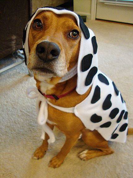 dalmatian halloween ideas | ... types clothes diy dog dalmatian costume turn your dog into a dalmatian Dalmatian Dog Costume Diy, Baby Dalmation Costume Diy, 101 Dalmations Costume Family, Halloween Dalmation Costume, Adult Dalmation Costume Diy, Dalmatian Costume For Dog, Dalmatian Dog Costume, Diy Dalmatian Costume, Dalmation Costume