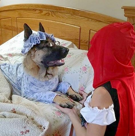 German Shepherd Halloween Costume, Big Dog Halloween Costumes, Big Dog Costumes, German Shepherd Halloween, Dog And Owner Costumes, Cute Dog Halloween Costumes, Best Dog Costumes, Cute Dog Costumes, Funny German Shepherd