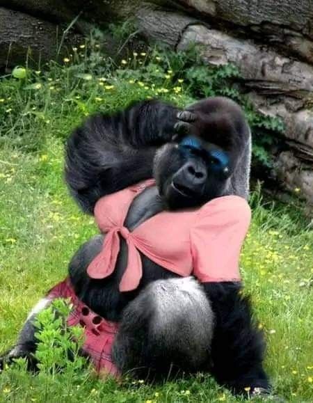 Gorilla Funny, Funny Animal Images, Animal Activities For Kids, Funny Stick Figures, Animal Attack, Monkey Pictures, Interesting Animals, Animal Antics, Monkeys Funny