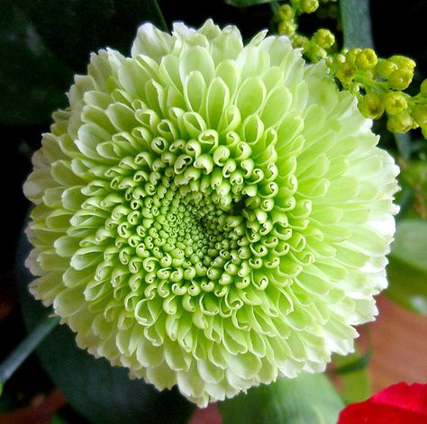 Green Dahlia Flowers | Green Dahlia Green Dahlia, Flower Pot Cake, White Flowers Garden, Samsung Digital Camera, Dahlias Wedding, Quince Decorations, Beautiful Flowers Images, Making A Bouquet, Victorian Flowers