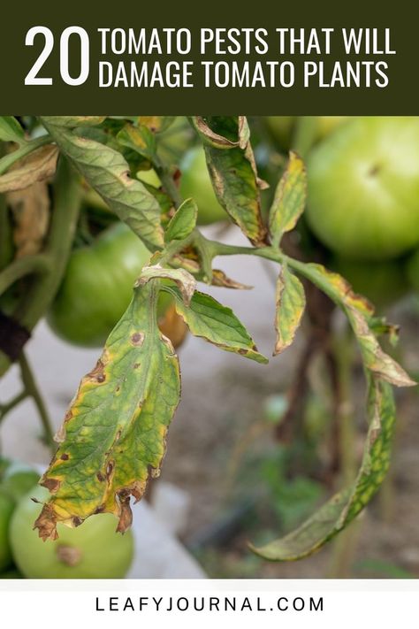 Discover the 20 most common tomato pests that can wreak havoc on your precious tomato plants! Learn how to identify and combat these garden invaders to protect your tomato harvest. Tomato Plant Diseases, Tomato Harvest, Tomato Plant, Plant Diseases, Bountiful Harvest, Health Guide, Plant Health, Tomato Plants, Companion Planting