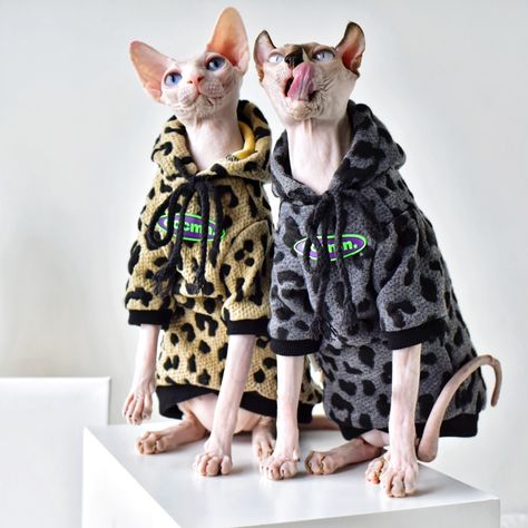 Kitten Supplies, Image Slider, Chat Sphynx, Hairless Cats, Cat Needs, Sphynx Cat Clothes, The Sphinx, Devon Rex, Hairless Cat