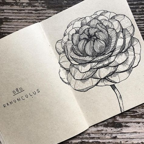 Ranunculus Drawing, Ranunculus Tattoo, Draw Flowers, Paint Flowers, Different Species, African Violets, Ranunculus, Step By Step Drawing, Lily Of The Valley