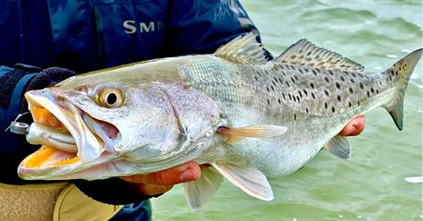 Top 3 Spring Lures For Speckled Trout (Plus A BONUS Lure) Speckled Trout Fishing, Trout Tattoo, Speckled Trout, Paul Brown, Topwater Lures, Fishing Videos, Trout Fishing, Red Fish, Saltwater Fishing