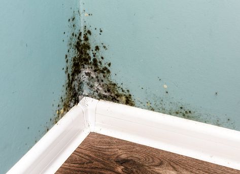 There are few homeowner problems more terrifying than mold. While thousands of molds are part of the natural environment, ghastly examples of it can be lurking in the nooks and crannies of even the cleanest house. They are not just unsightly. They can be harmful to your health. So, it’s important for every homeowner to know how to prevent mold, and how to get rid of it, should mold rear its ugly head. Let’s take a good look at molds—what they need to grow, where they thrive, and how to keep ... Mold In Basement, Kill Black Mold, Clean Black Mold, Home Depot Projects, Remove Black Mold, Mold Illness, Mold Prevention, Mold Exposure, Wallpaper Removal