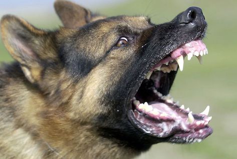 Scared Puppy? Use these 12 Tips to Prevent Fear Aggression in Dogs German Shepherd Training, Angry Dog, Dog Attack, Military Dogs, Aggressive Dog, Dog Safety, Belgian Malinois, Police Dogs, Bad Dog