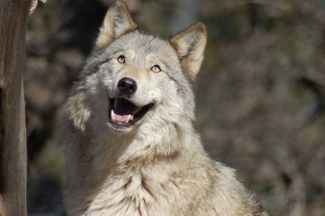 Happy wolf is happy. : ) Wolf Poses, Funny Wolf, Wolf World, Wolf Husky, Wolf Stuff, Wolf Photography, Wolf Face, Wolf Photos, Gray Wolf