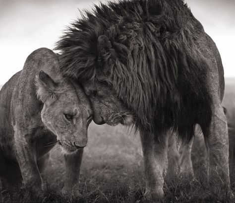 Nick Brandt, "Lions Head to Head", 2008 Lion And Lioness Tattoo, Nick Brandt, Lioness Tattoo, Beautiful Lion, Lion And Lioness, Lion Love, White Canvas Art, Animals Photos, African Lion