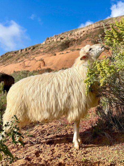 Navajo Churro: Nikyle Begay on T’aa Dibé (The First Sheep) | Spin Off Navajo Churro Sheep, Navajo Nation, Creation Story, My Ancestors, The Shepherd, Weaving Art, Small Frame, Churros, Goats