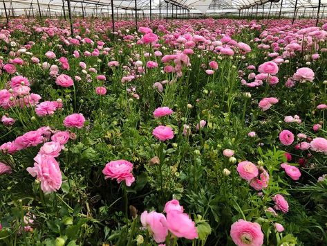 Grow Ranunculus, Ranunculus Garden, Ranunculus Asiaticus, Dinner Centerpieces, Spring Crops, Gardening Zones, Ranunculus Flowers, Flower Farmer, Shade Cloth