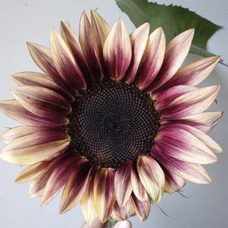 Plum Sunflower Bouquet, Maroon Sunflower, Plum Sunflower, Engagement Bouquet, Purple Sunflowers, Sunflower Varieties, Sunflower Seedlings, Burgundy Sunflower, Autumn Sunflowers