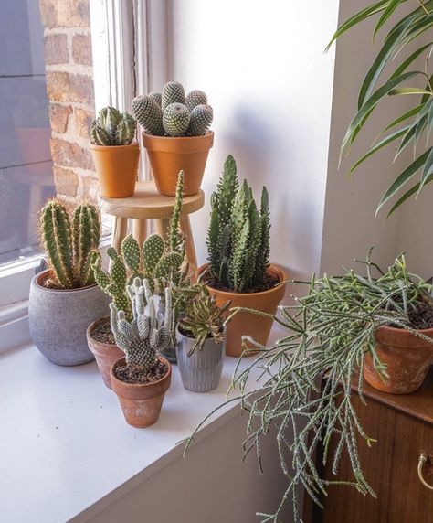 Cactus In Bedroom, Cactus Interior Decor, Cactus Inside House, Cactus Indoor, Office Desk Table, Plant Goals, نباتات منزلية, Artificial Potted Plants, Plants Decor