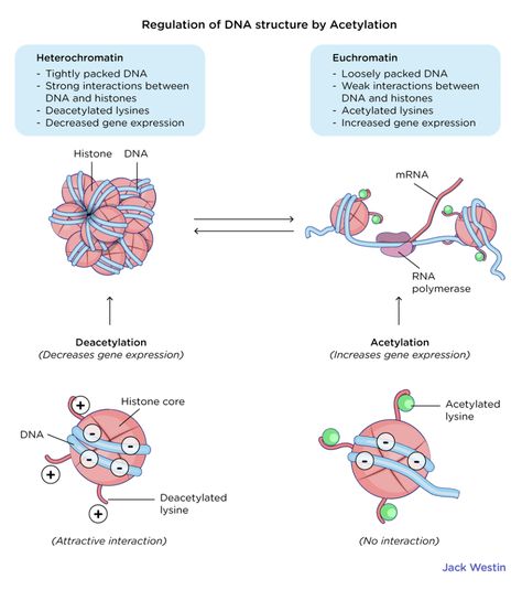 Chromosome Structure, Rna Polymerase, Rainbow Eye Makeup, Study Biology, Dna Molecule, Dna Sequence, Human Body Parts, Gene Expression, Biology Notes