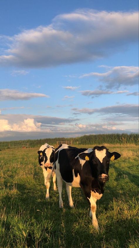 Black And White Cows, Farm Wallpaper, White Cows, Cow Wallpaper, Fluffy Cows, Cute Cow, Baby Cows, Cute Cows