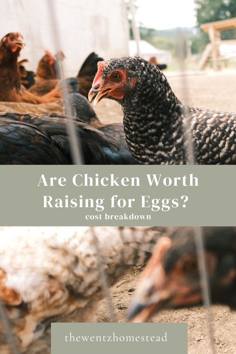 Is Raising Chickens for Eggs Worth It? - The Wentz Homestead Broody Chicken, Chicken Eggs Hatching, Raising Chickens For Eggs, Incubating Chicken Eggs, Homesteading For Beginners, Chickens For Eggs, Black Australorp, Hatching Chickens, Hatch Baby