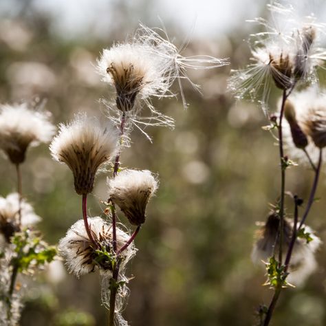 Creeping Thistle, Flora Flowers, Email Marketing Newsletter, Website Backgrounds, Pattern Ideas, Nature Plants, Print Advertising, Planting Seeds, Us Images