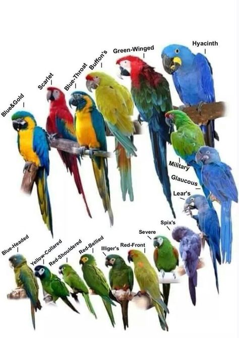 Macaw types Parrot Pet, Birds Parrots, Bird Aviary, Macaw Parrot, Bird Care, Colorful Parrots, Parrot Bird, Parakeets, Pet Bird