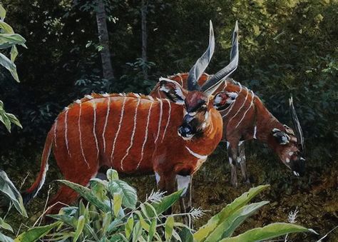 Bongo Animal, Bongo Antelope, African Rainforest, Beauty Land, Dik Dik, Forest Life, Rain Forest, Animal Projects, Animals Artwork