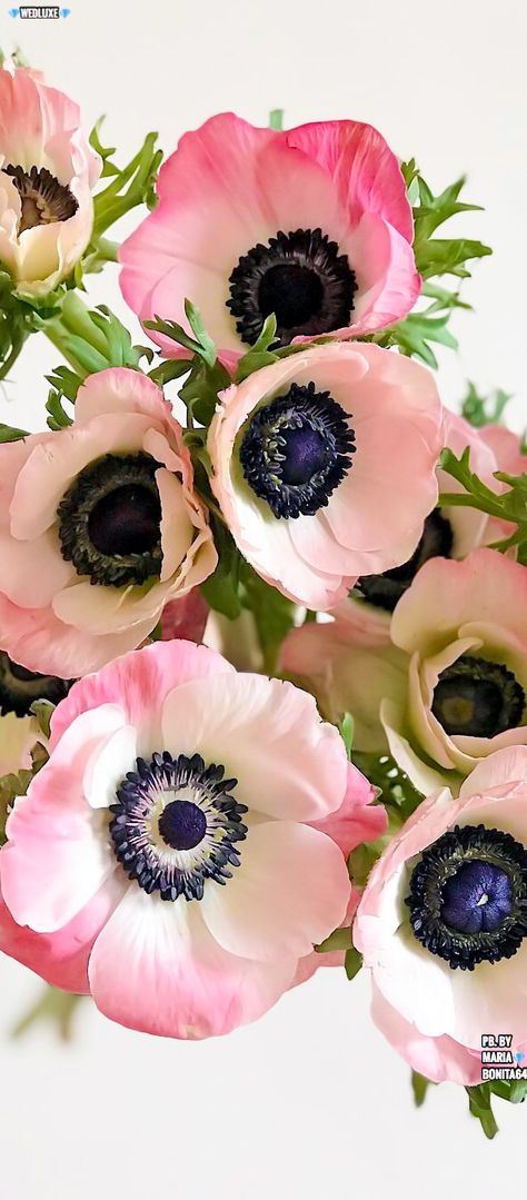 Pink Anemone, Flower Reference, Single Flowers, Anemone Flowers, Vegan Wedding, Gold Holiday, Anemone Flower, Flower Photography, Popular Wedding