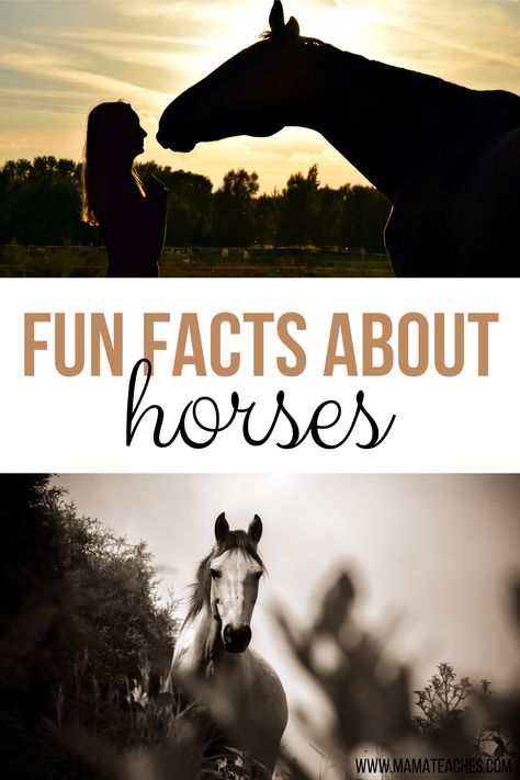 Facts About Horses - Fun Animal Facts for Kids - Mama Teaches Horse Facts For Kids, Interesting Facts About Horses, Facts About Horses, Horse Tricks, Fun Animal Facts, Horse Leads, Animal Facts For Kids, Horse Ownership, Male Horse